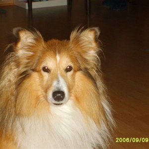 Tiko