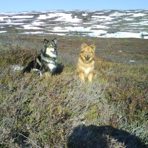 åar I Damer På Nipfjället