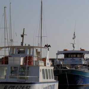 Övervintrresa2, 2008-2009