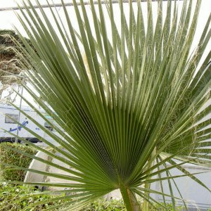 Övervintrresa2, 2008-2009