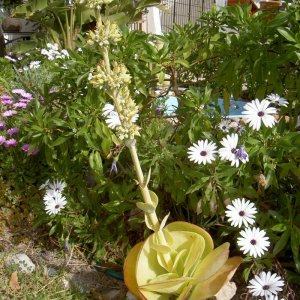 Övervintrresa2, 2008-2009