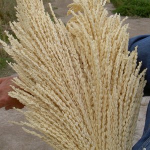 Övervintrresa2, 2008-2009