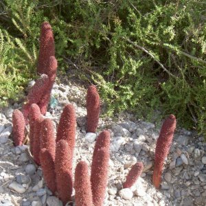 Övervintrresa2, 2008-2009