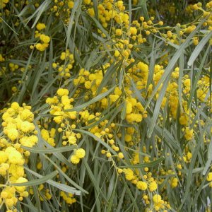 Övervintrresa2, 2008-2009