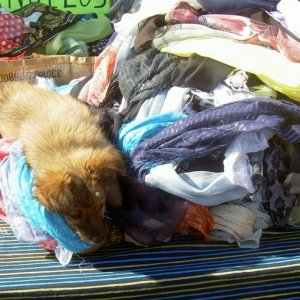 Övervintrresa2, 2008-2009