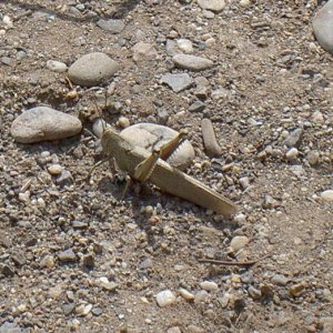 Övervintrresa2, 2008-2009