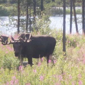 Betande älg Tolv Taggar