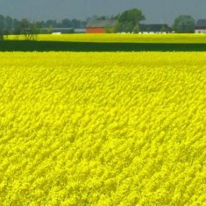 Skåne