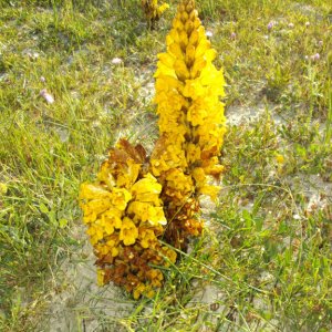 Blomma  1