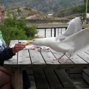 Bohuslän juli -06