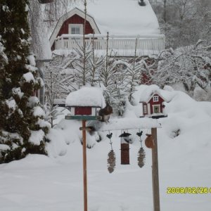 Snötider