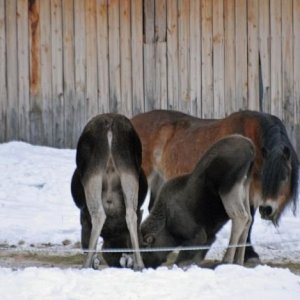 Min Häst Pik