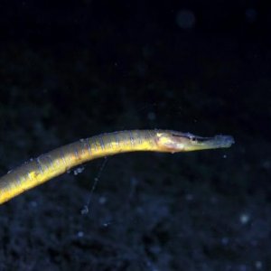 Åter Nere I Gullmarsfjorden