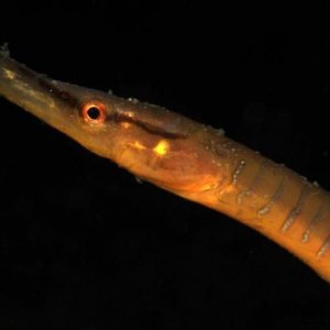 Åter Nere I Gullmarsfjorden