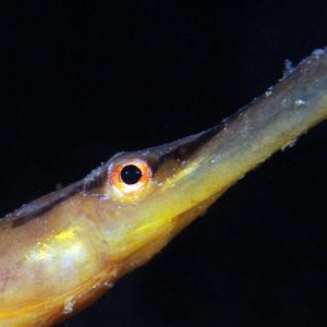 Åter Nere I Gullmarsfjorden