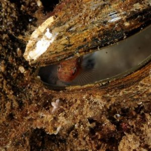 Åter Nere I Gullmarsfjorden