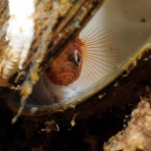 Åter Nere I Gullmarsfjorden