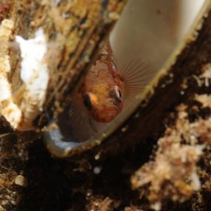 Åter Nere I Gullmarsfjorden