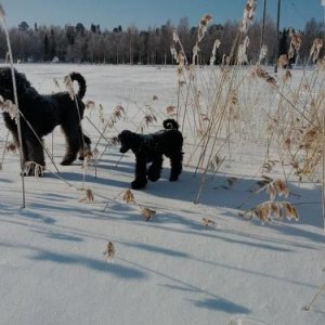 Kallax Mars 2012