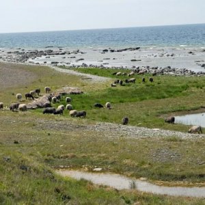 Gotland