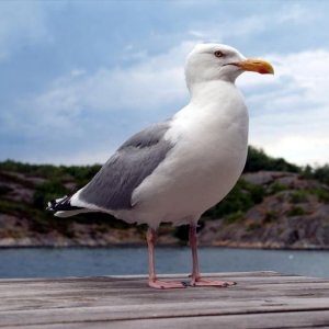 Bohuslän