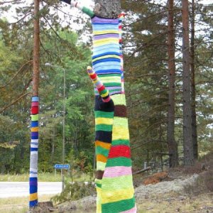 Välklädda Tallar I Bergsäng, Hagfors.