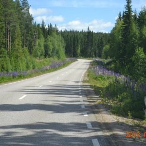 Lupinväg I Norra Norrbotten