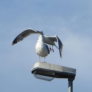 En Siames Mås